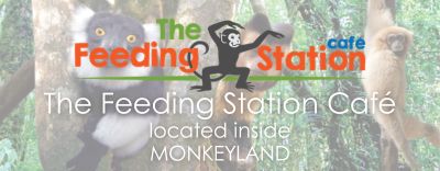 The Feeding Station Café